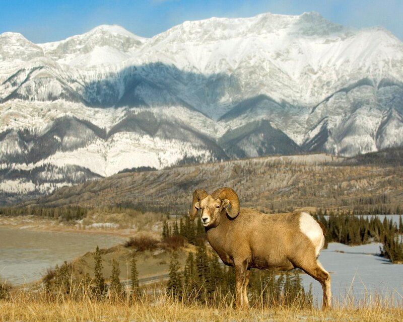 Bighorn Sheep Ram
