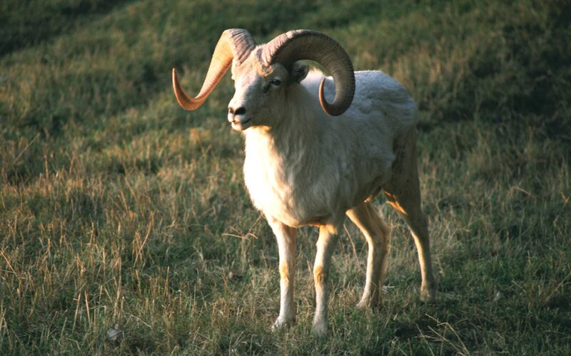 Bighorn Sheep Ram — White