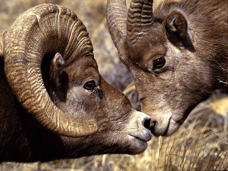 Bighorn sheep rams facing off