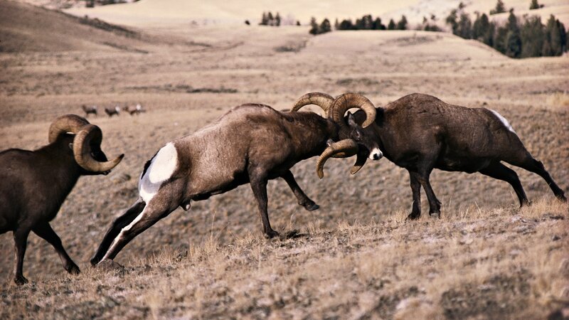 Bighorn sheep rams fighting