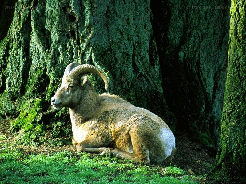 Bighorn sheep resting by tree