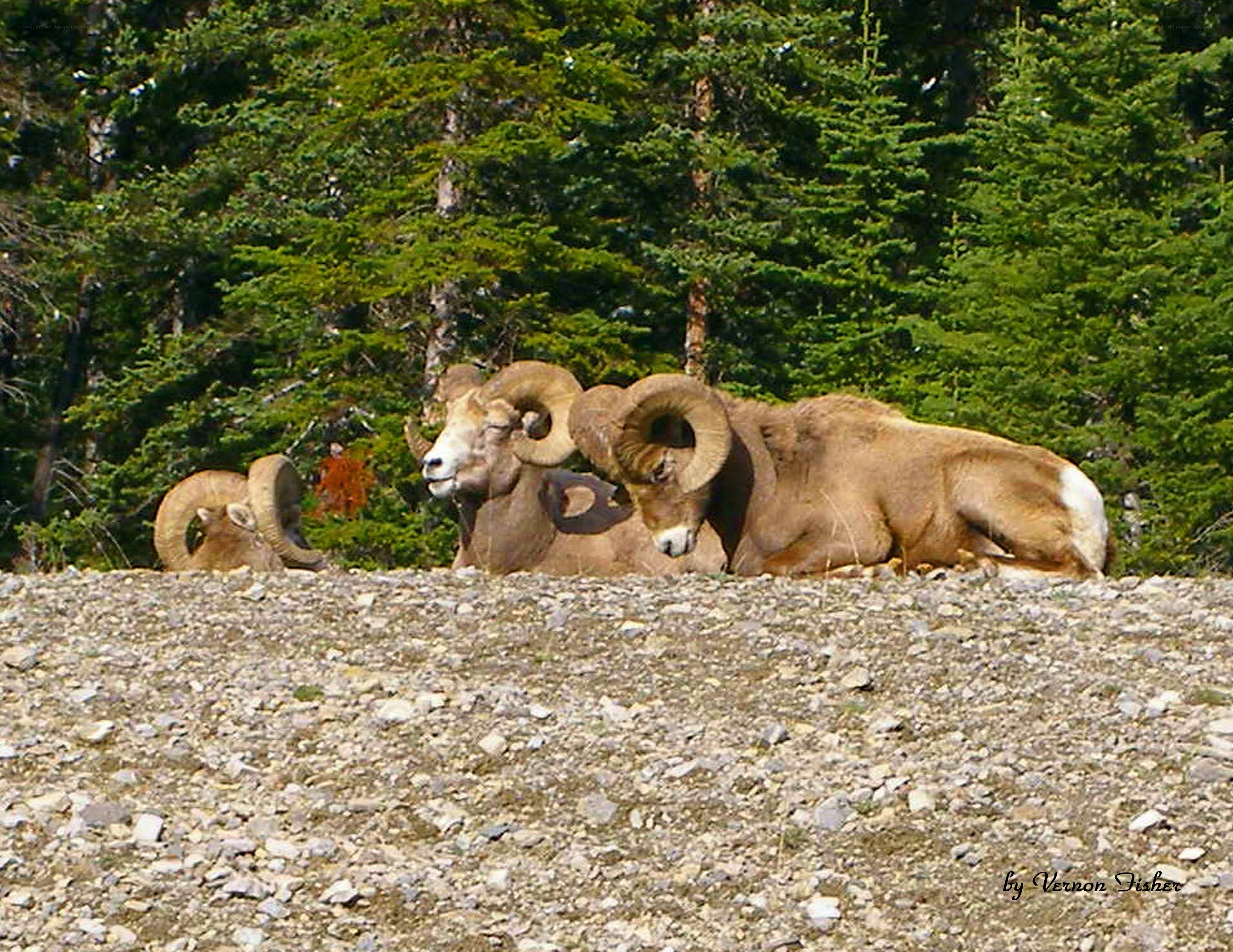 Bighorn sheep resting in forest