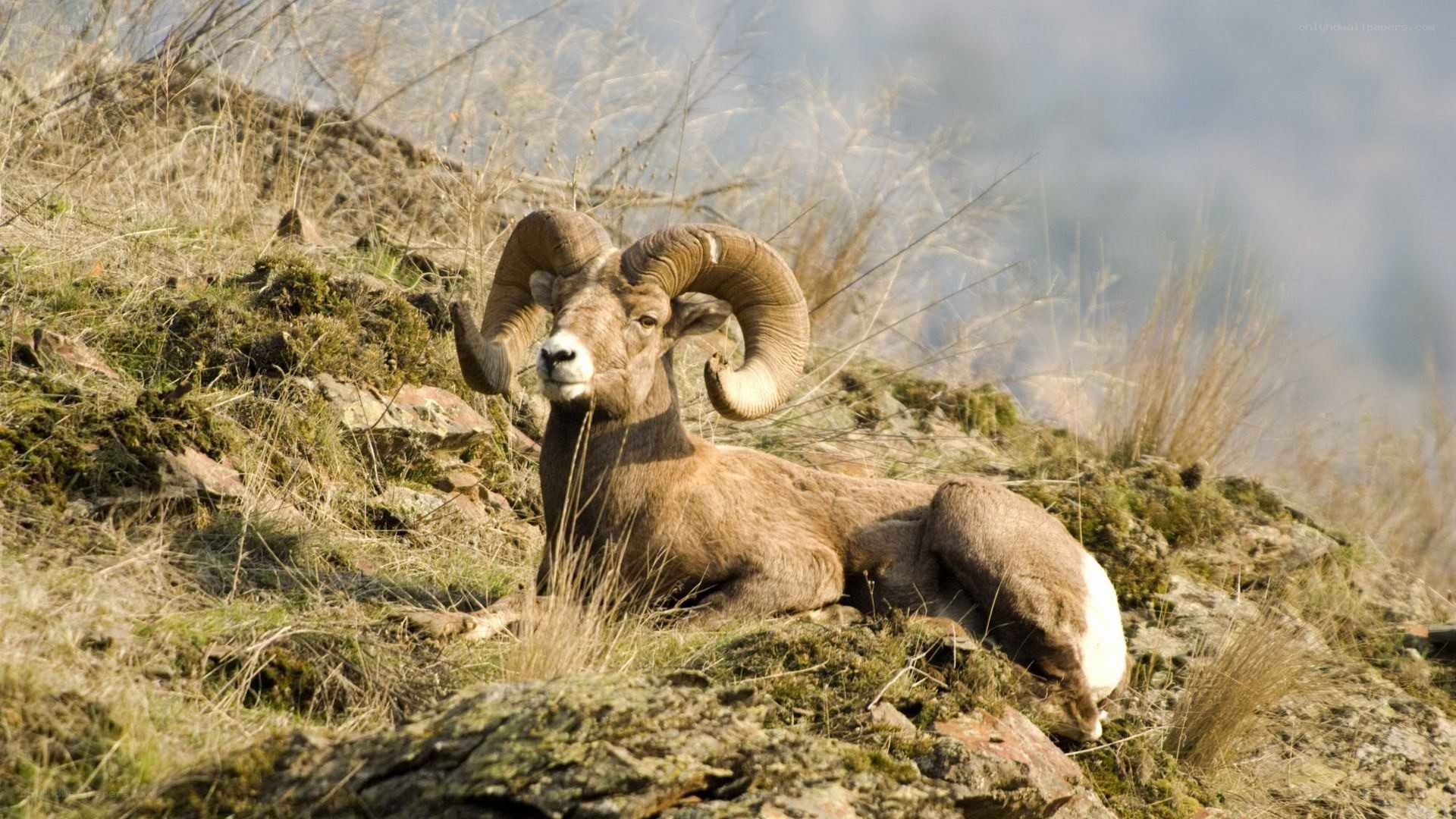 Bighorn sheep resting on a hillside