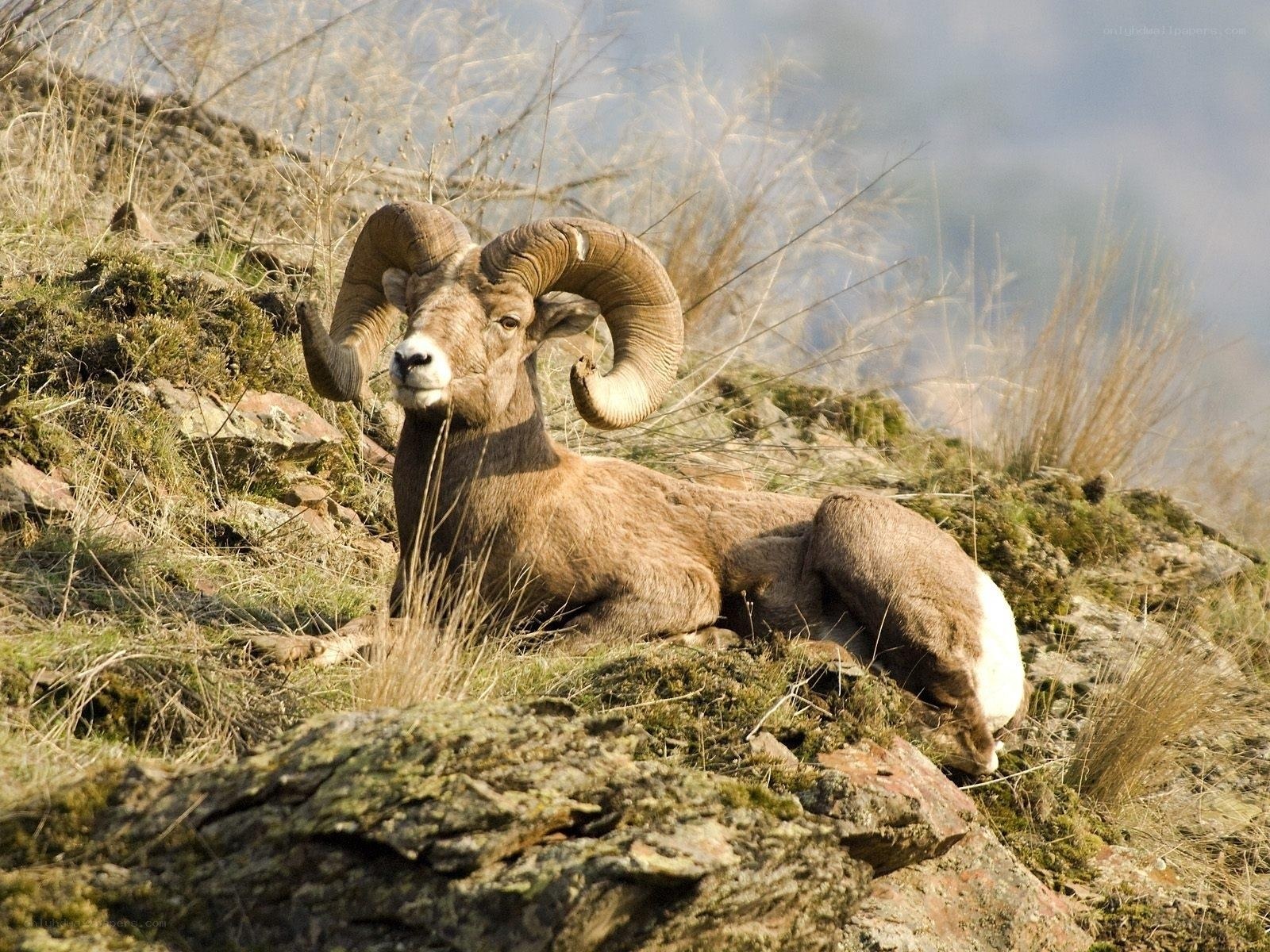 Bighorn sheep resting on a hillside