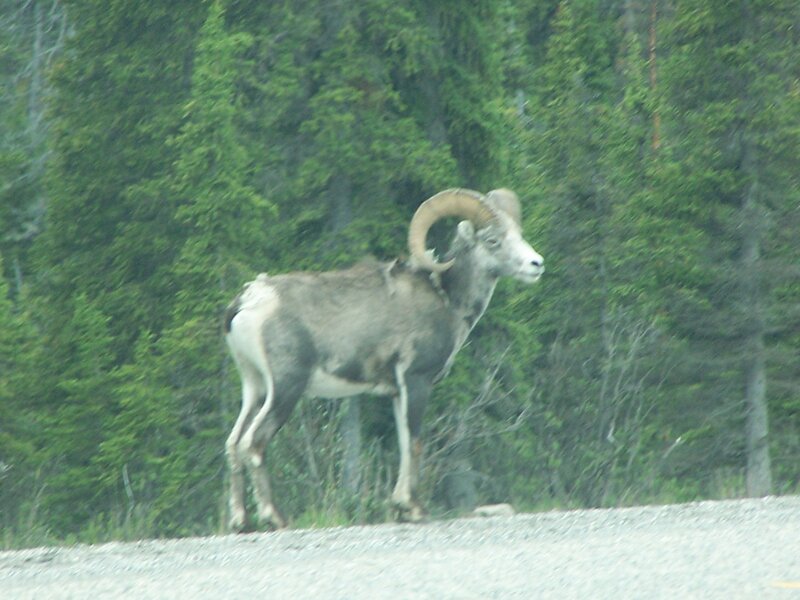 Bighorn Sheep Standing