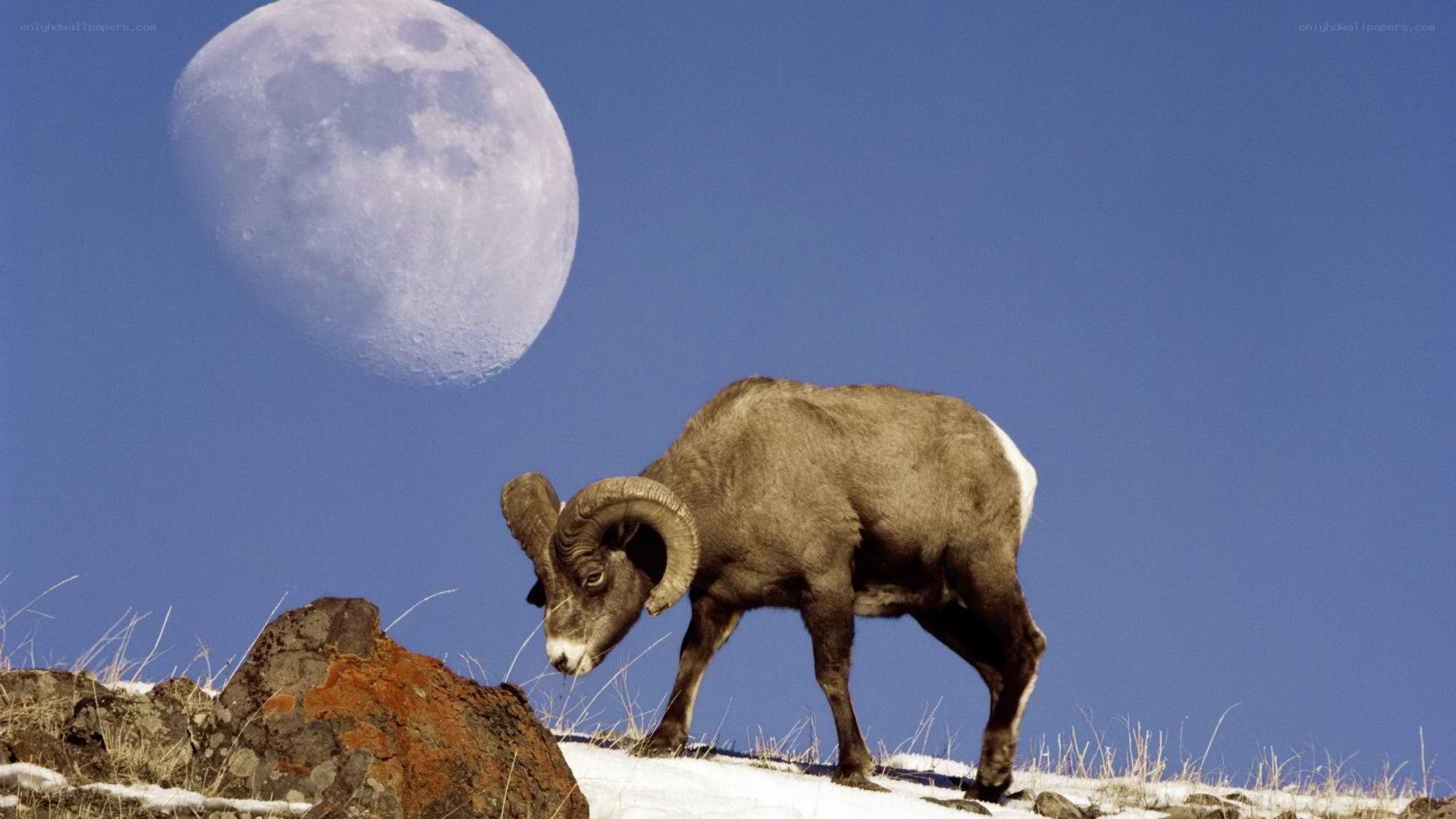 Bighorn sheep under full moon