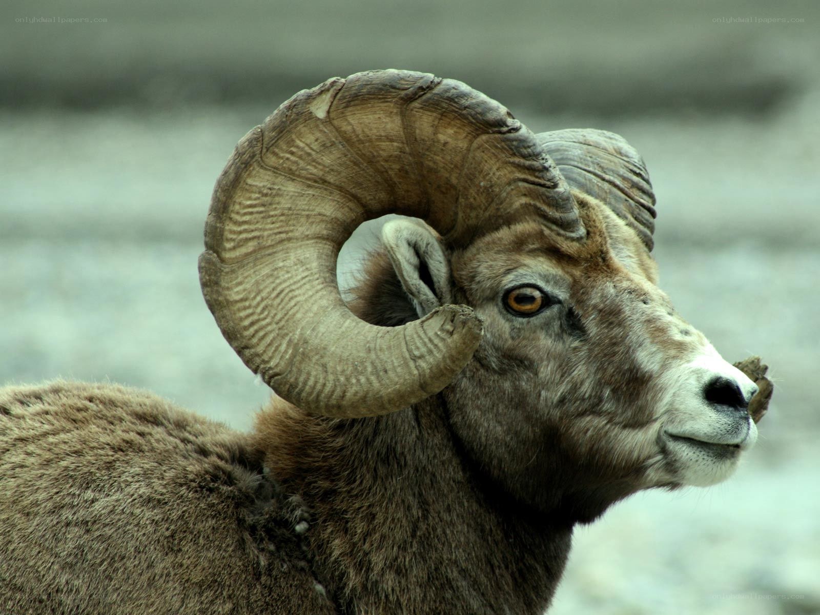 Bighorn sheep with large horns