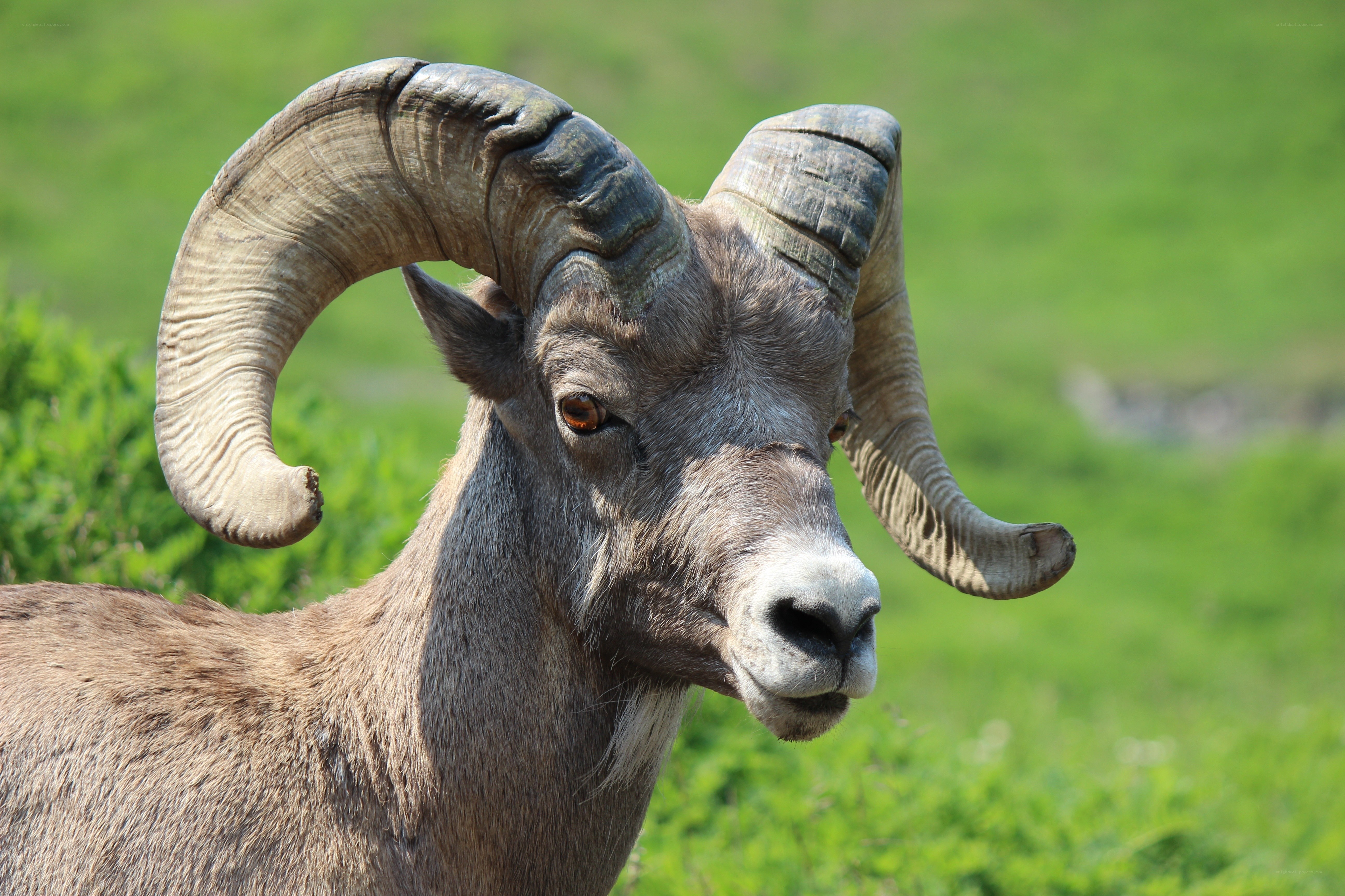 Bighorn sheep with large horns
