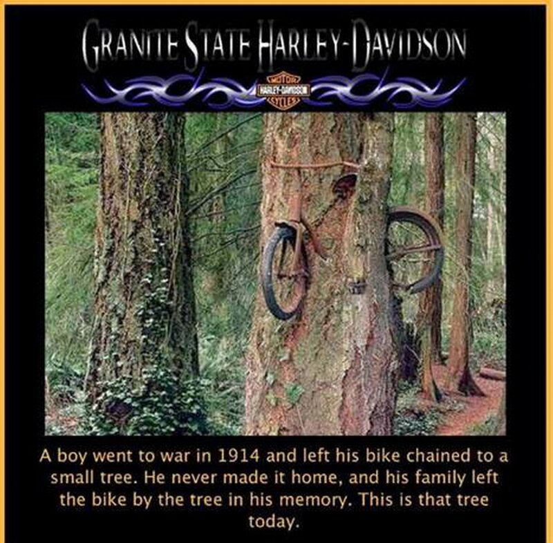 Bike in Tree