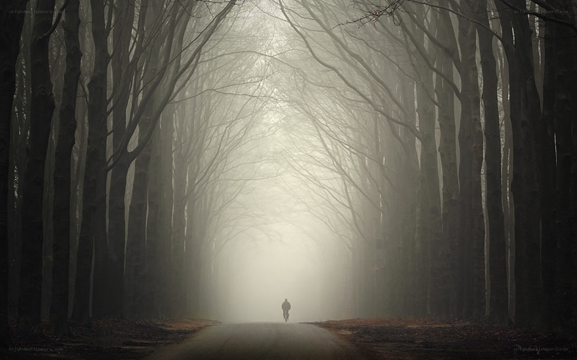 Biker in a foggy forest