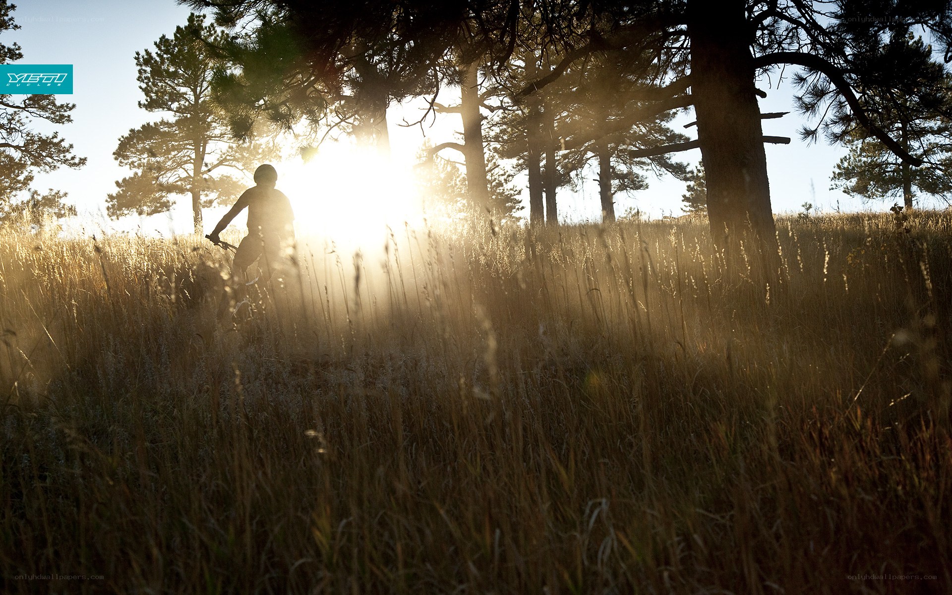 Biker in golden field at sunset