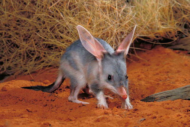 Bilby in the desert