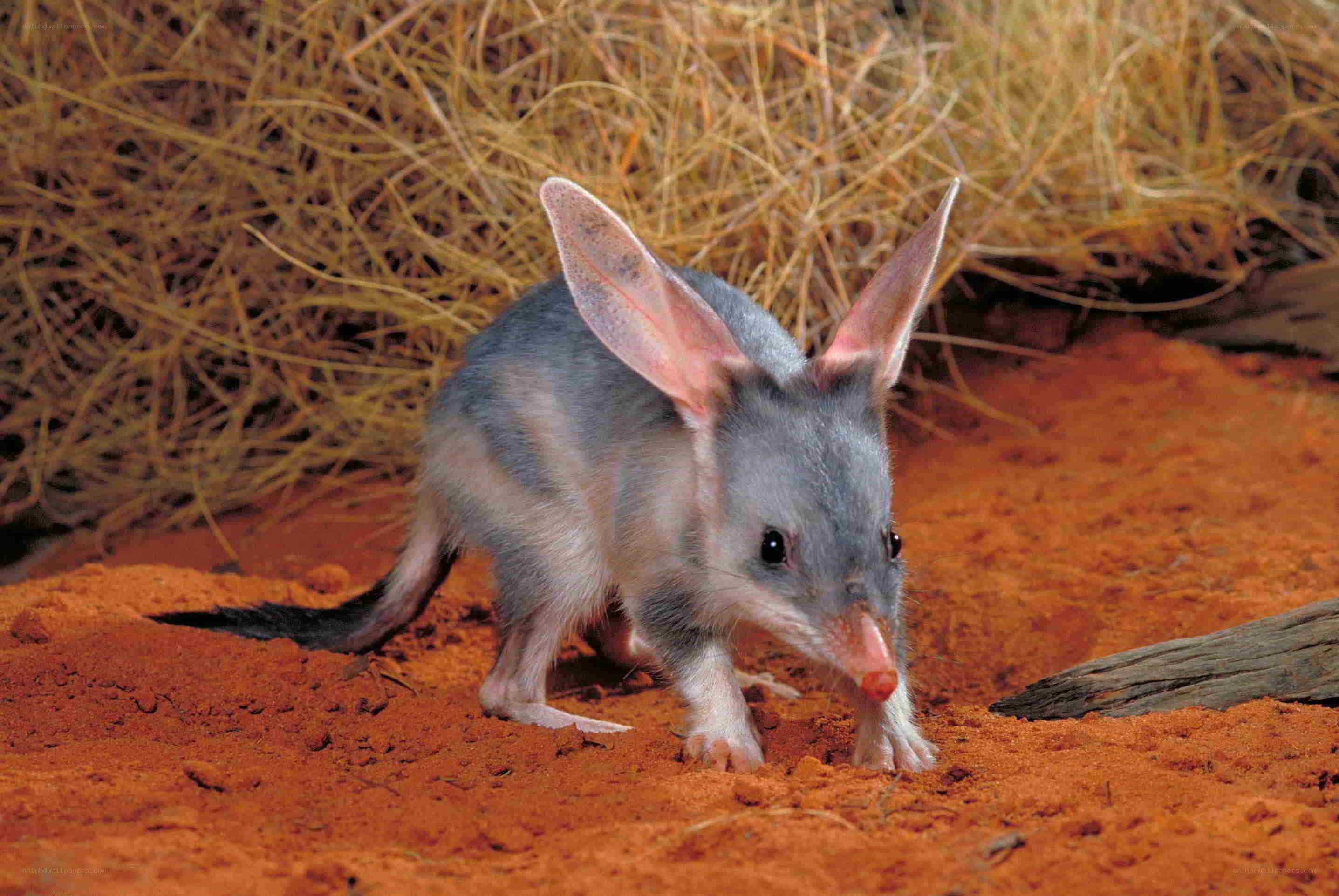 Bilby in the desert