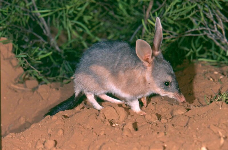 Bilby on sandy ground