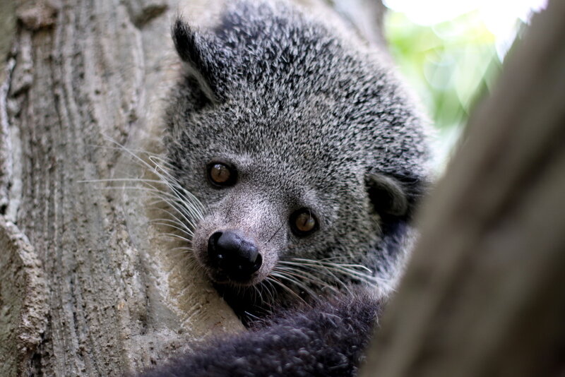 Binturong in Tree
