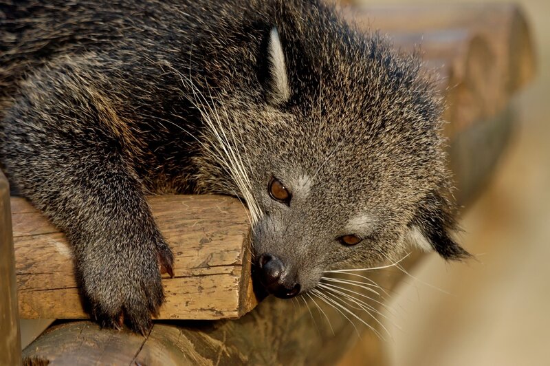 Binturong resting on wood