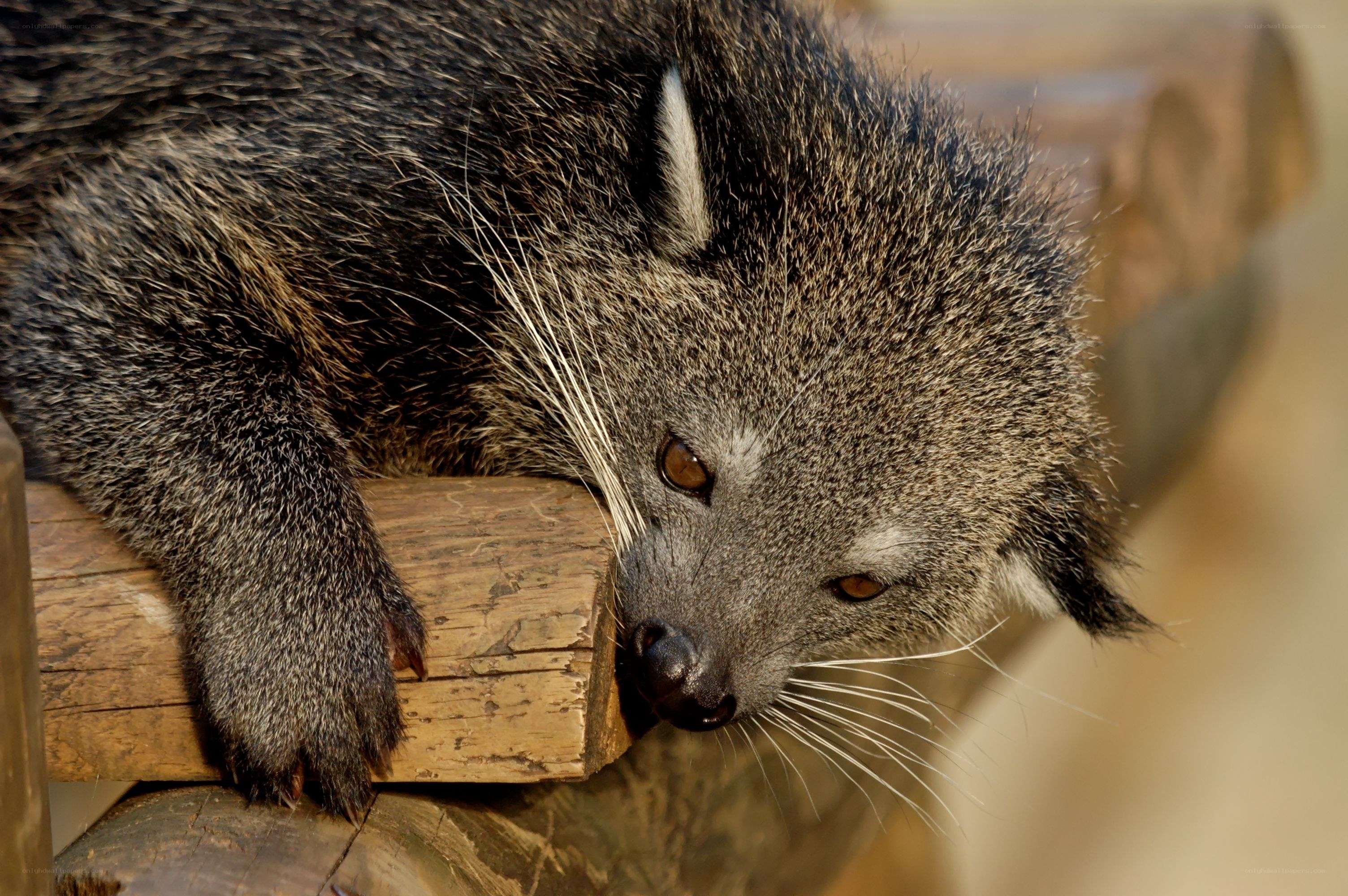 Binturong resting on wood