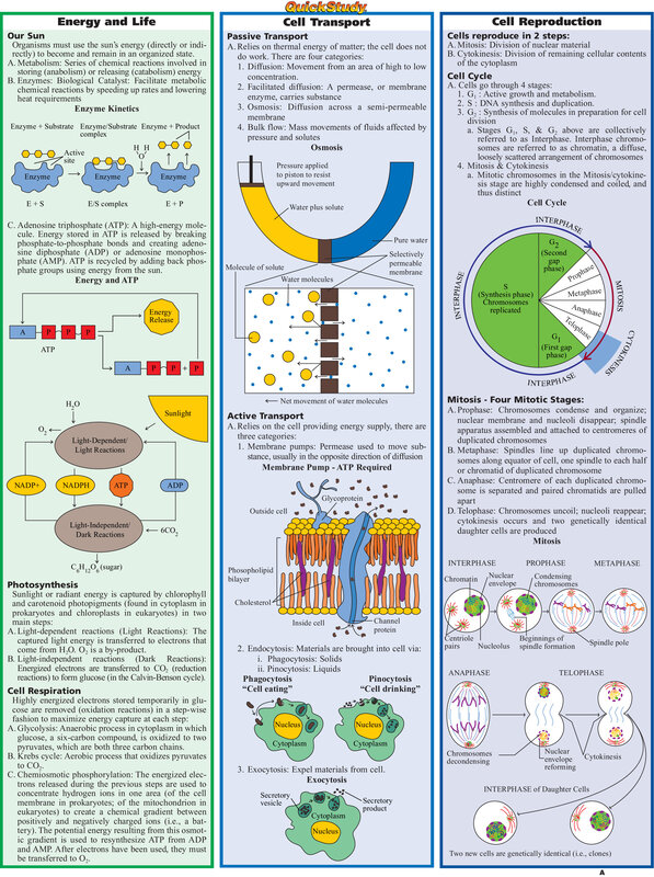 Biology Study Guide — Green