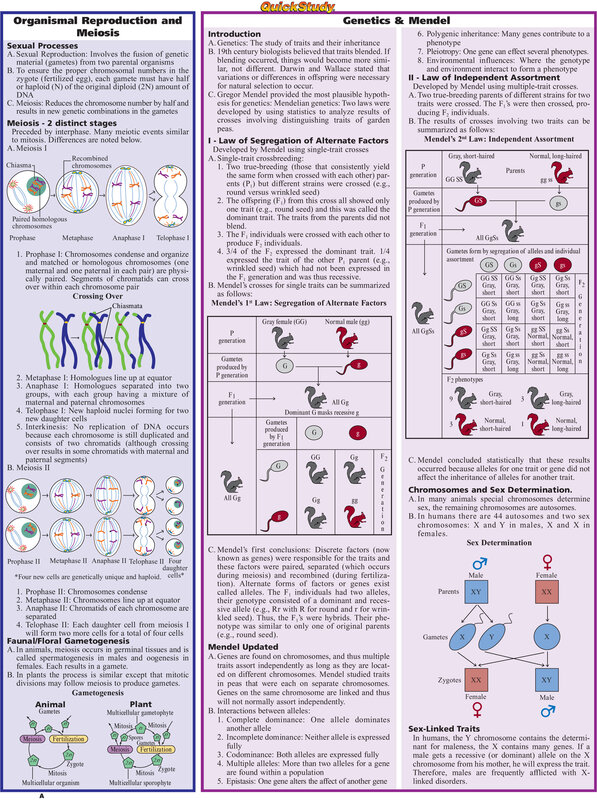 Biology study guide: Meiosis and Genetics