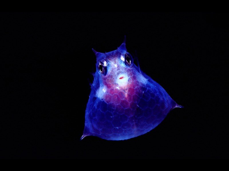 bioluminescent fish in dark water