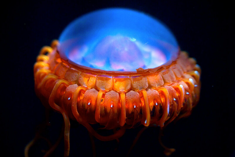 bioluminescent jellyfish