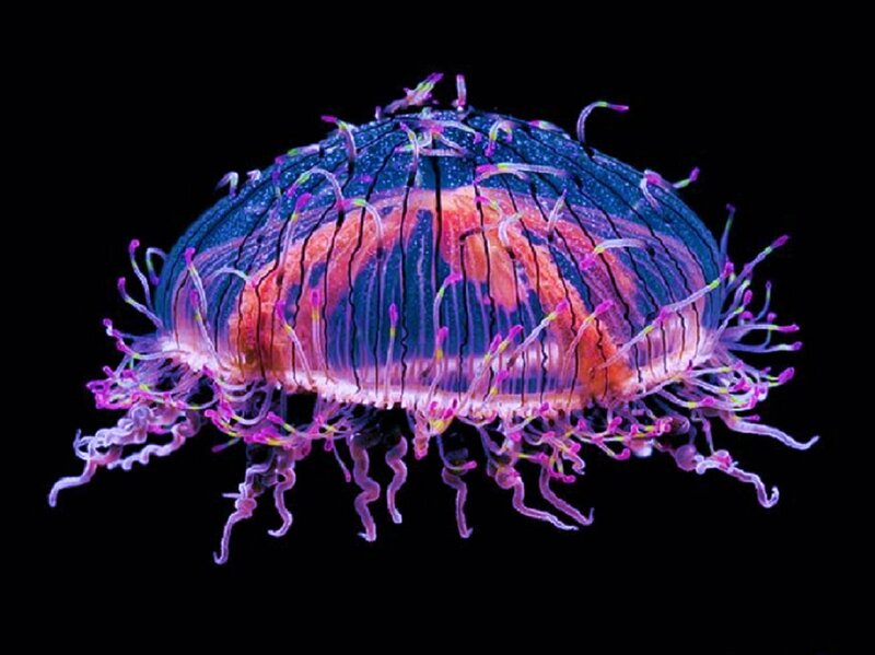 bioluminescent jellyfish
