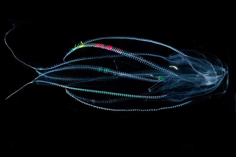 Bioluminescent Jellyfish — Blue