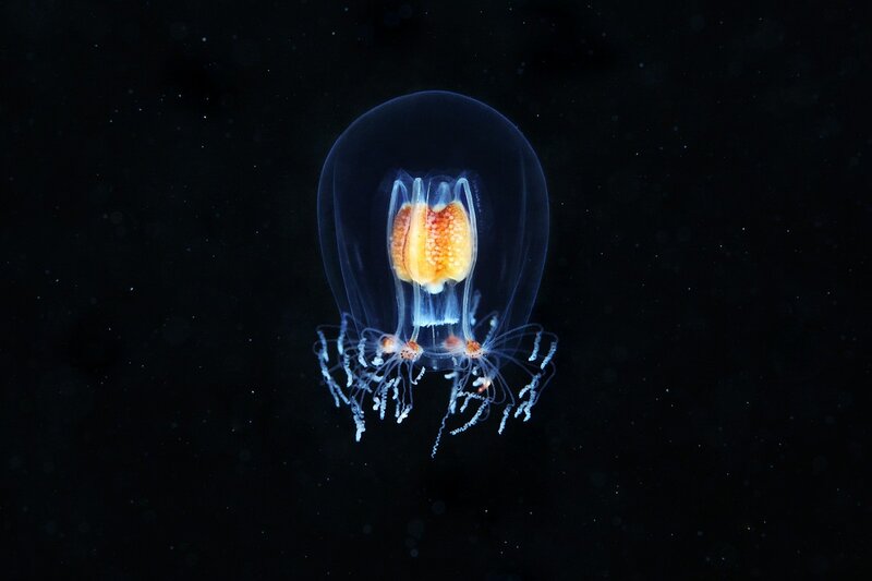 Bioluminescent jellyfish in dark water