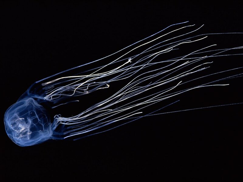 Bioluminescent jellyfish in dark water