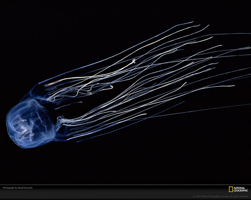 Bioluminescent jellyfish in dark water