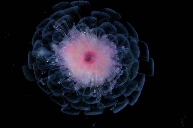 bioluminescent jellyfish