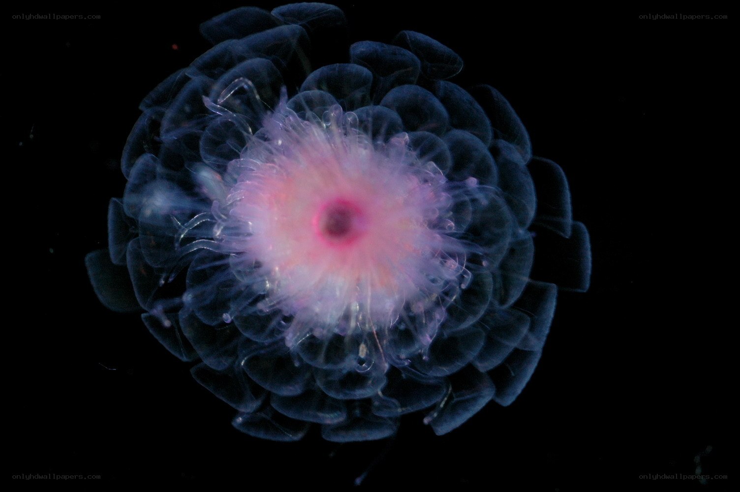 bioluminescent jellyfish