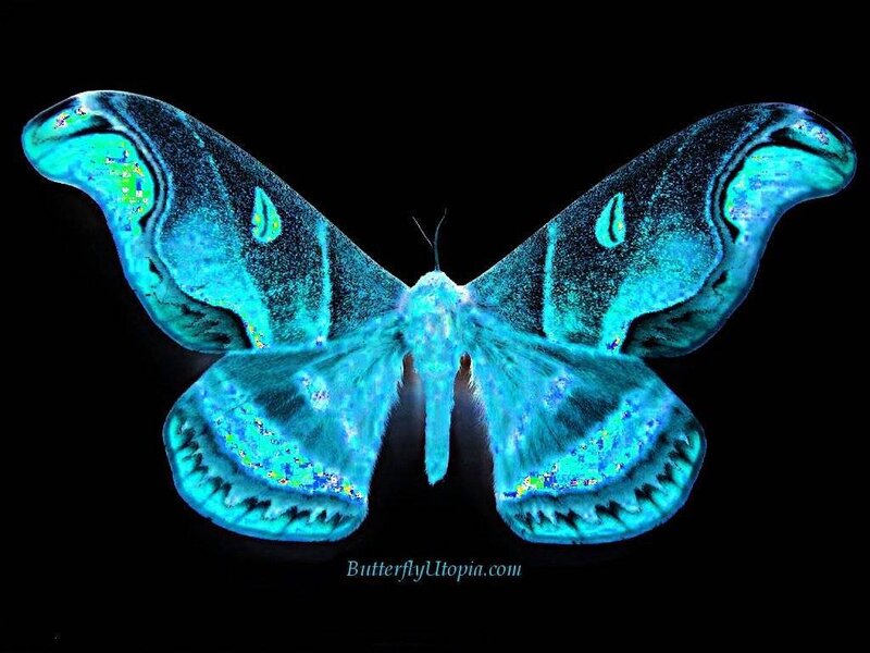 Bioluminescent Moth