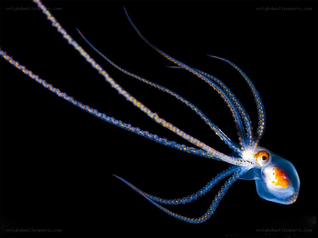 bioluminescent octopus