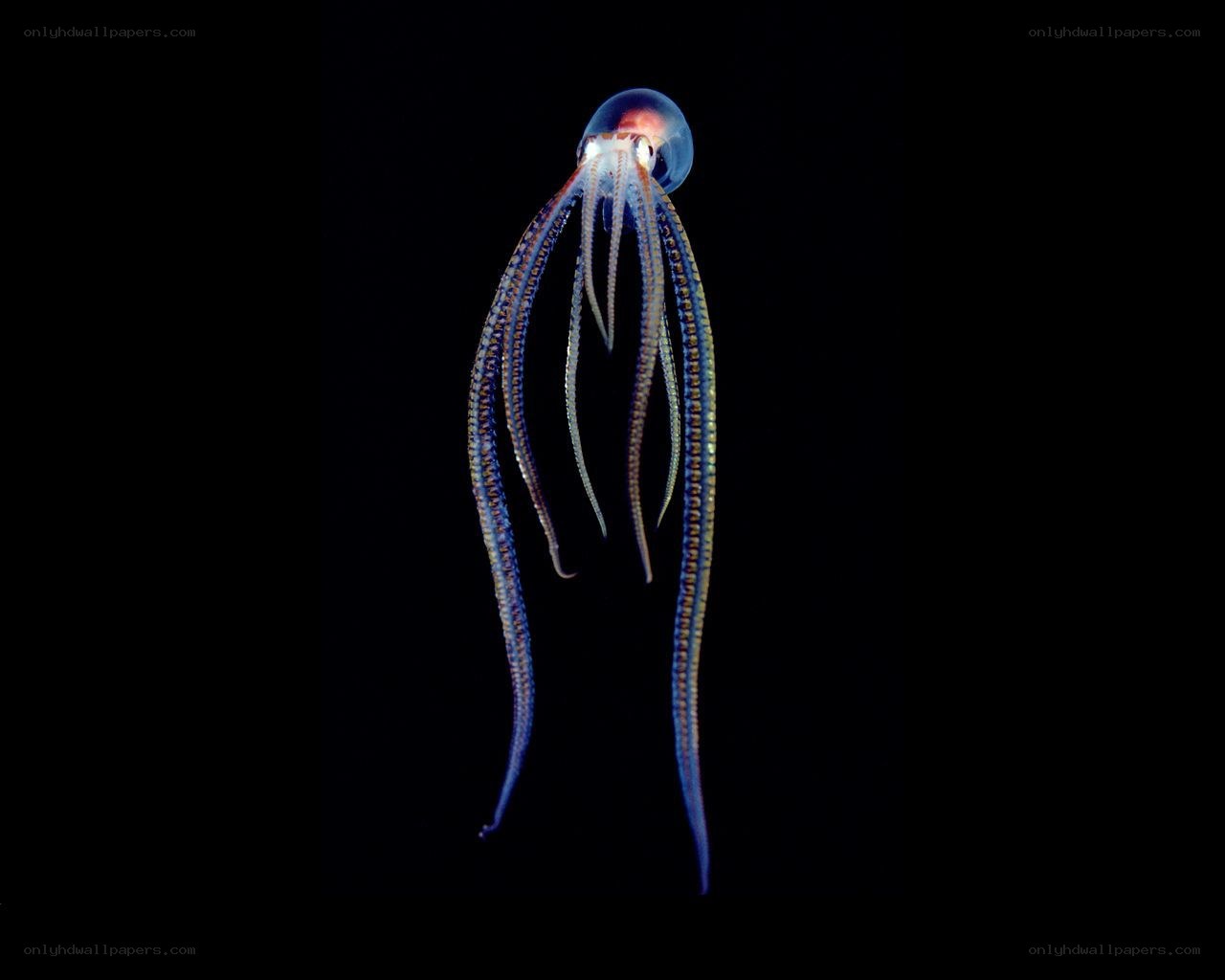 Bioluminescent octopus in dark water