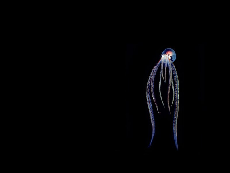 bioluminescent octopus