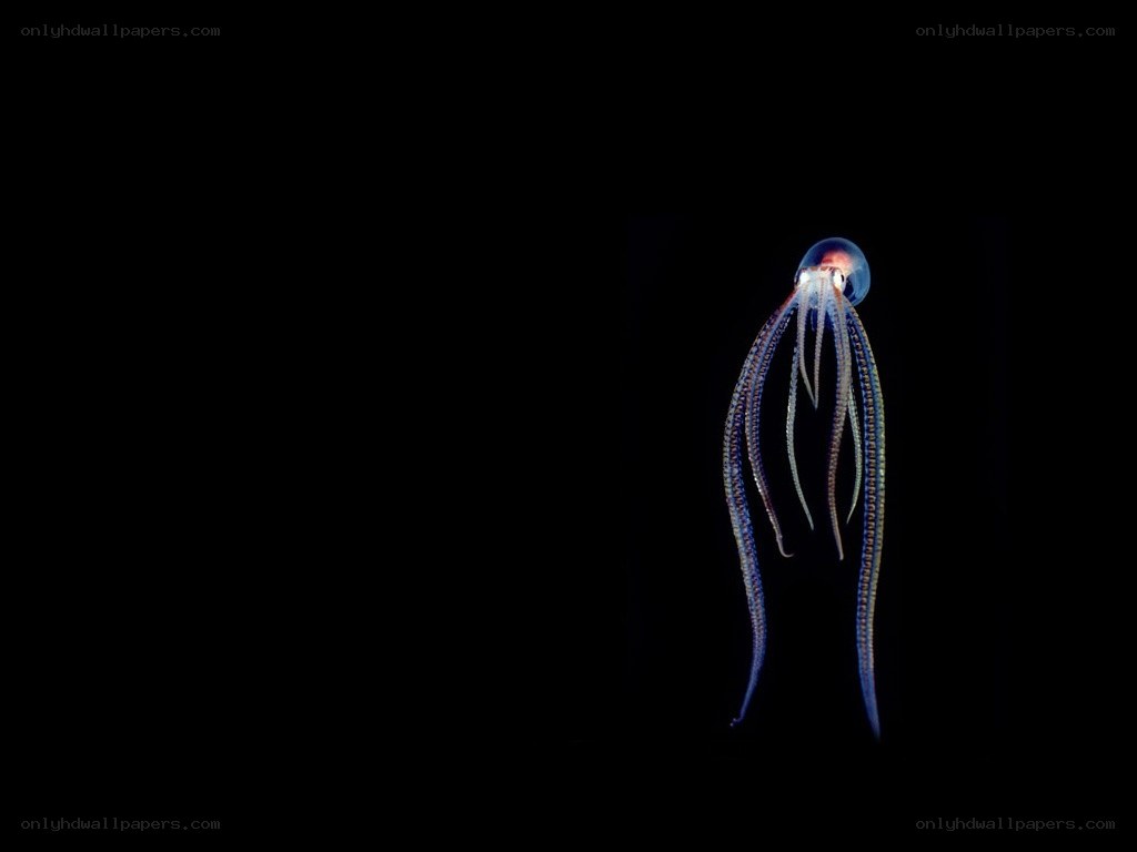bioluminescent octopus