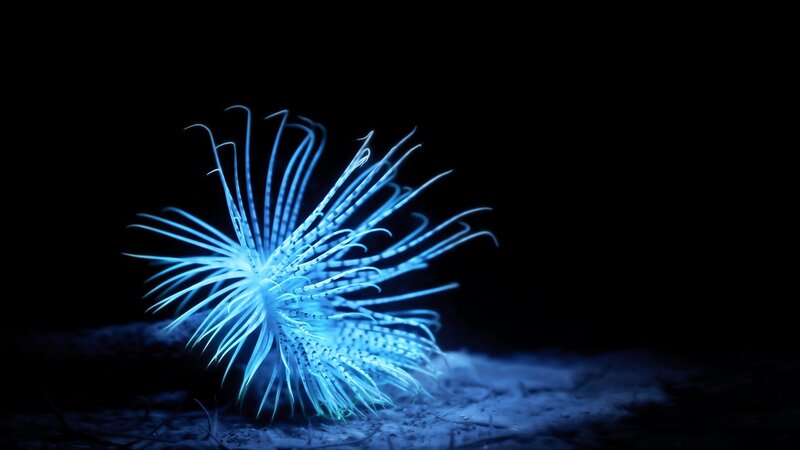 Bioluminescent Sea Anemone — Blue, Dramatic