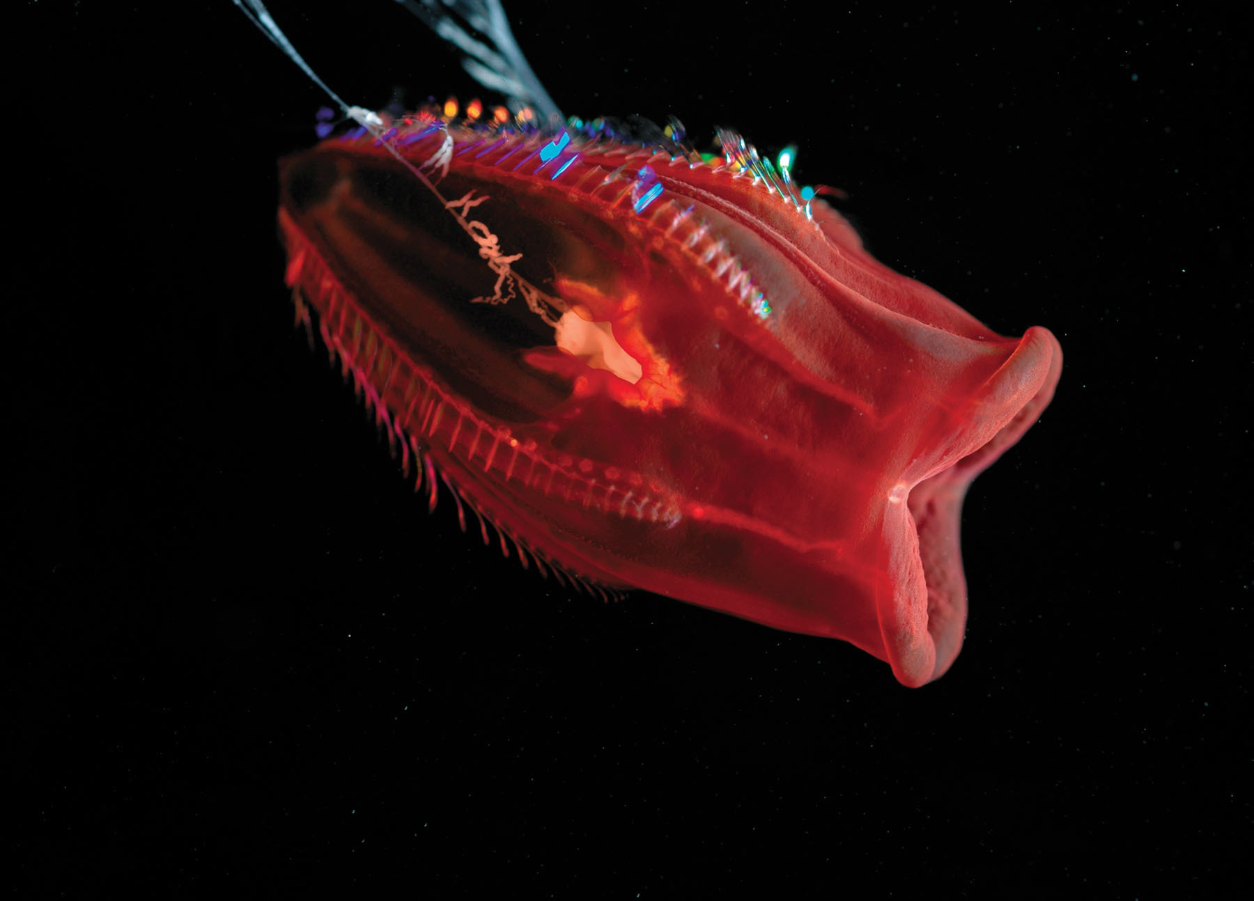 Bioluminescent sea creature