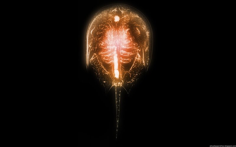 bioluminescent sea creature