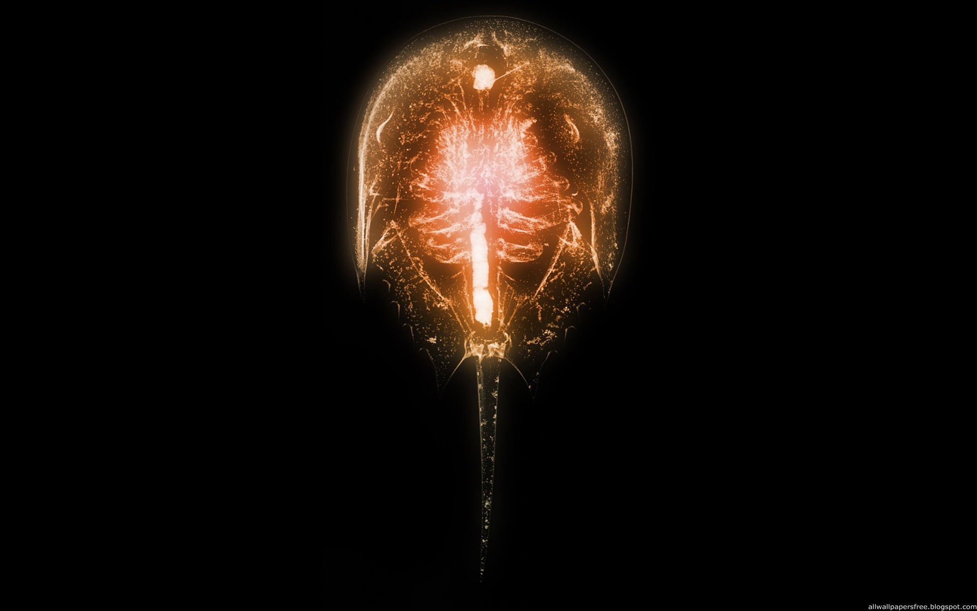 bioluminescent sea creature