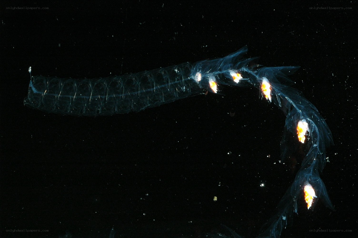 Bioluminescent sea creature