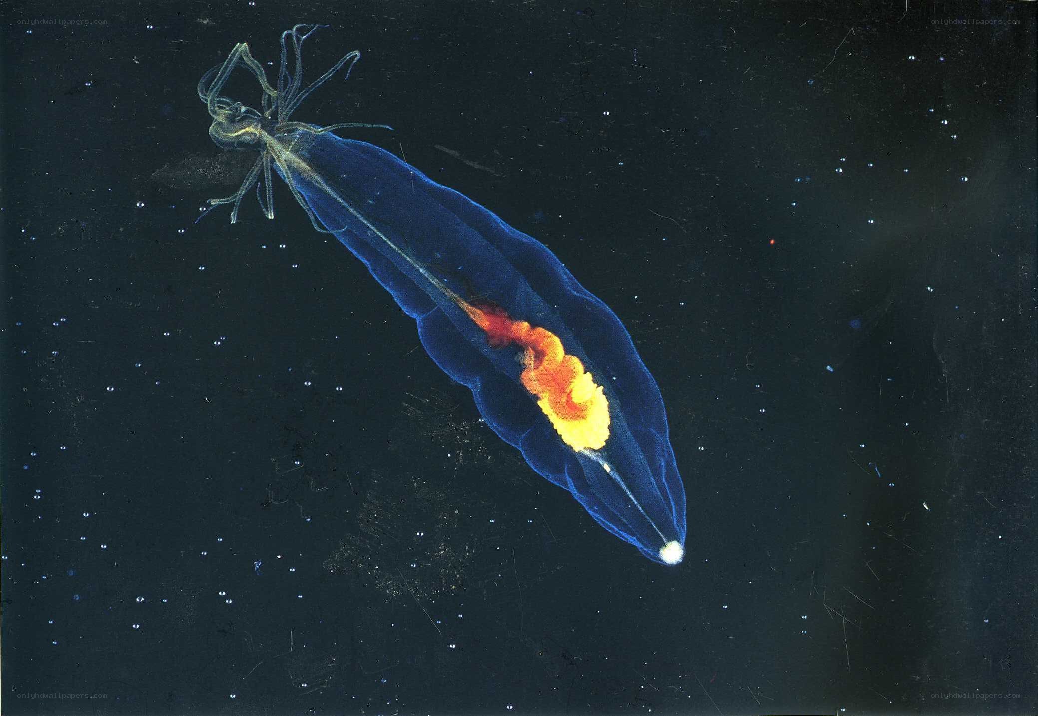 Bioluminescent sea creature