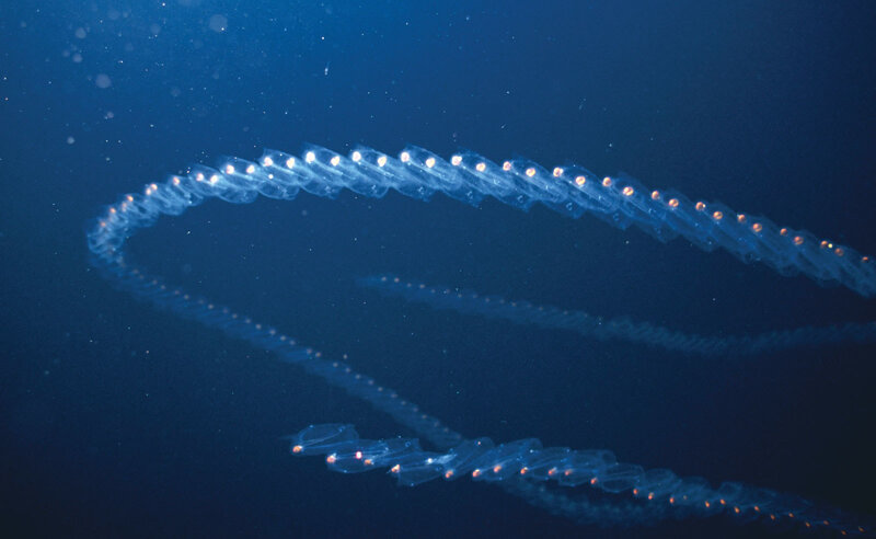 Bioluminescent sea creature
