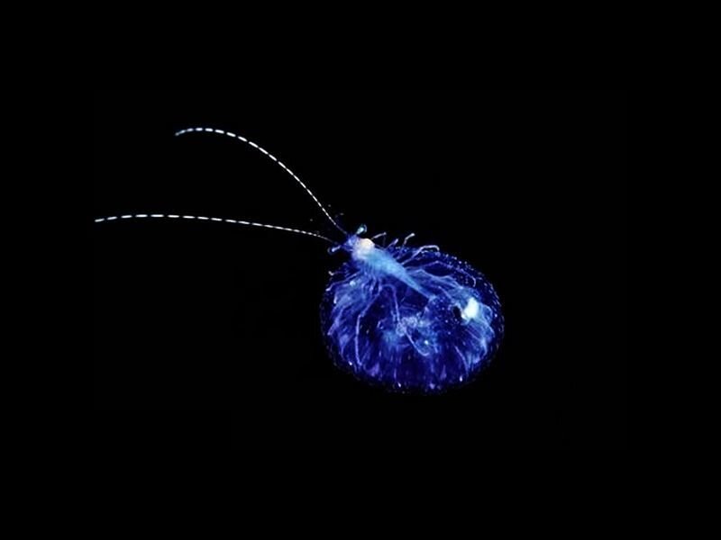 Bioluminescent Sea Creature — Blue