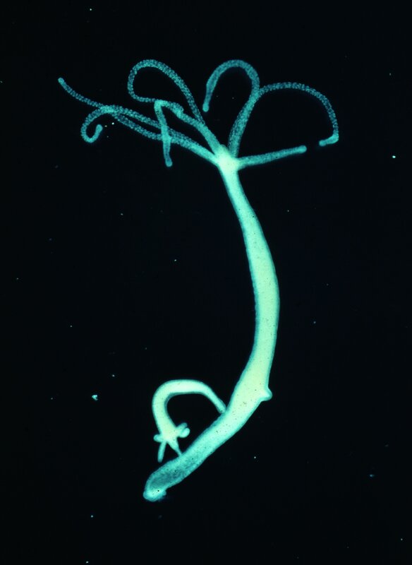 bioluminescent sea creature