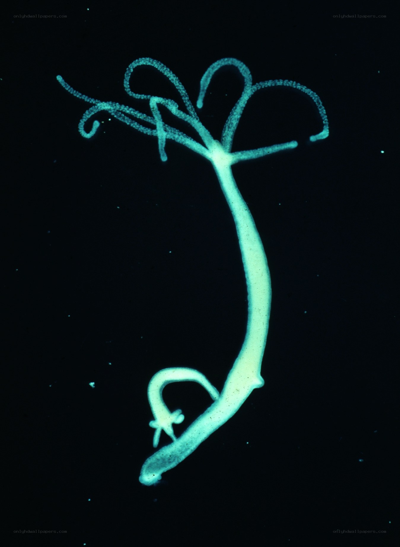 bioluminescent sea creature