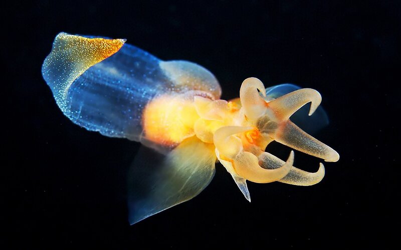 bioluminescent sea slug