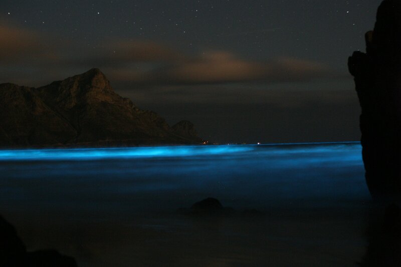 Bioluminescent Waves — Blue, Serene, Night