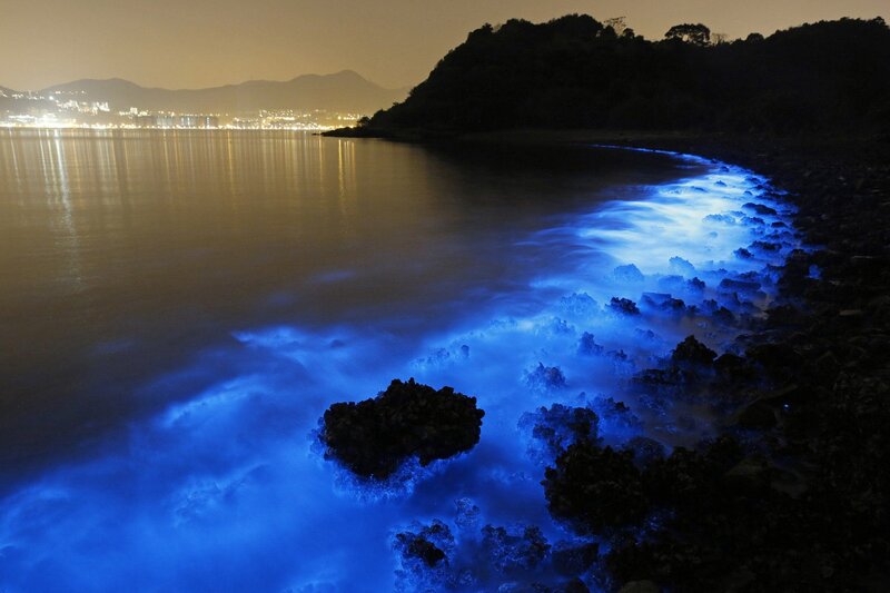 Bioluminescent Waves — Blue